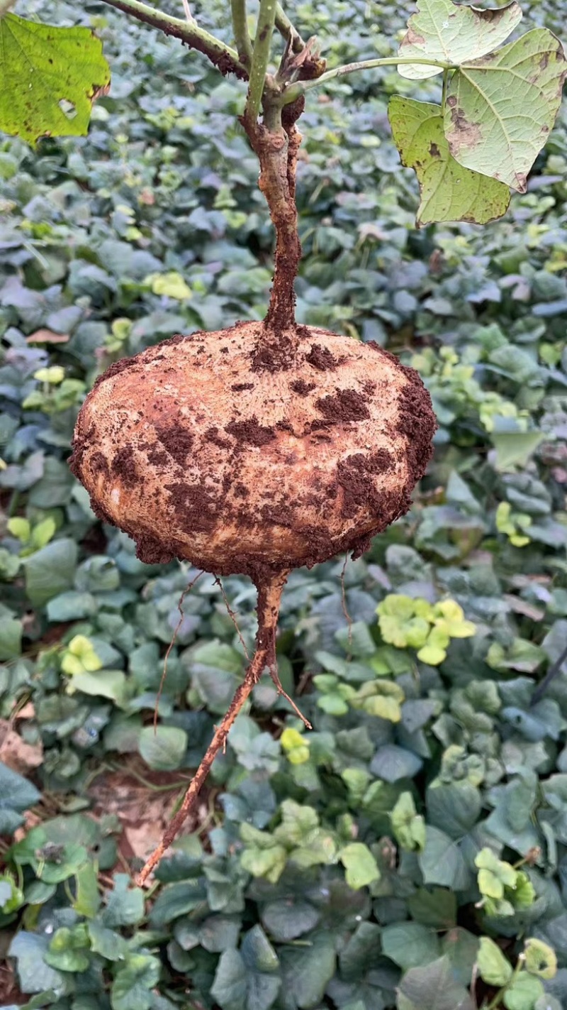 【凉薯】精品豆薯湛江徐闻产地直供外皮鲜艳口感清甜质量保证电联