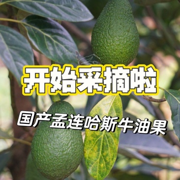孟连哈斯牛油果批发代发