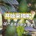 孟连哈斯牛油果批发代发