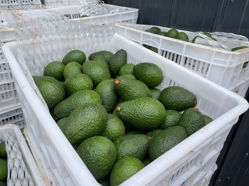 孟连哈斯牛油果批发代发