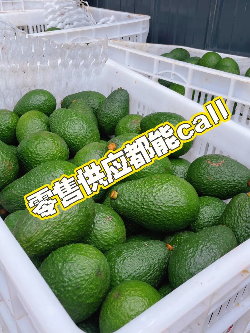 孟连哈斯牛油果批发代发