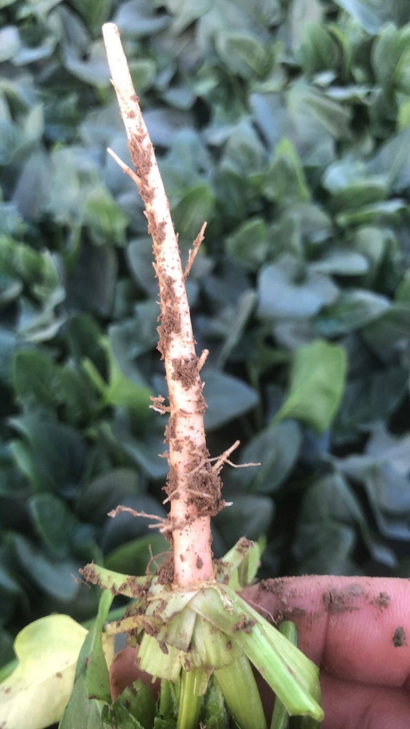 滑县菠菜-大叶菠菜大量有货代发全国市场规格齐全欢迎联系