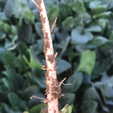 滑县菠菜-大叶菠菜大量有货代发全国市场规格齐全欢迎联系