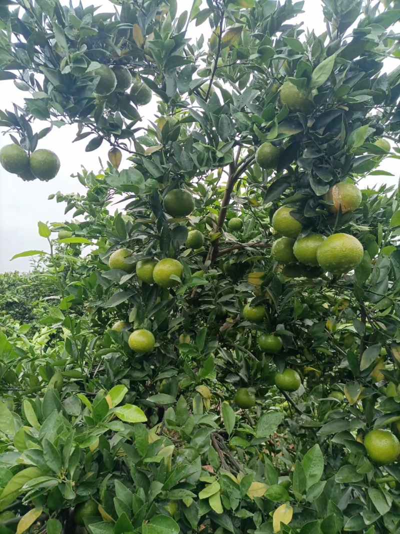 广东皇帝柑/皮薄汁多，肉爽脆甜/对接社区团购，电商，市场