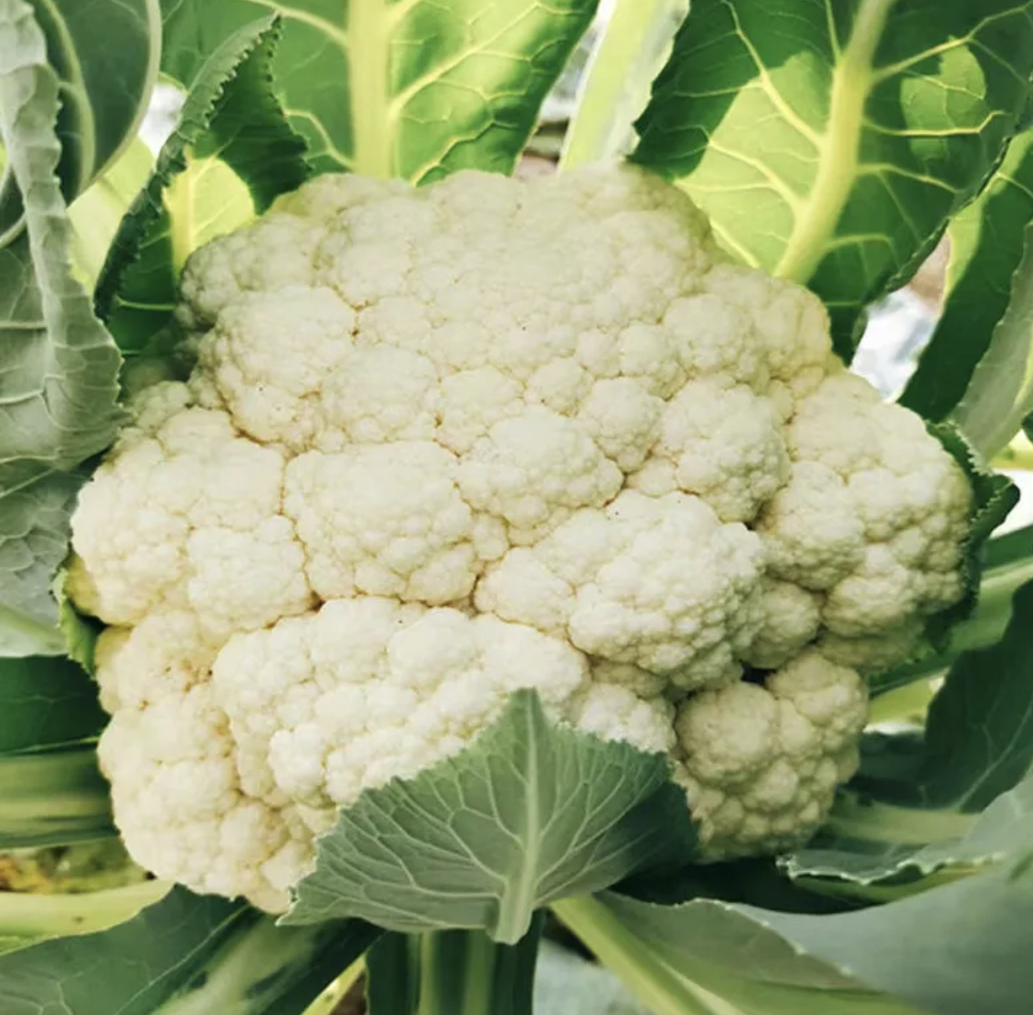 松花菜炒鸡蛋成品图,盘中盛放着金黄色鸡蛋与白色松花菜混合的菜肴,色泽诱人 松花菜炒鸡蛋成品图