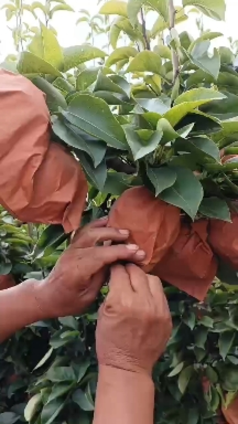 晚秋黄梨