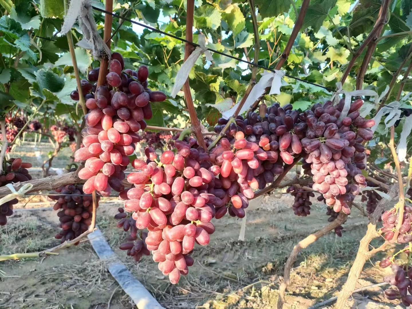 红提葡萄成熟果穗特写