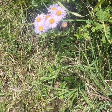 蒲公英，灯盏花