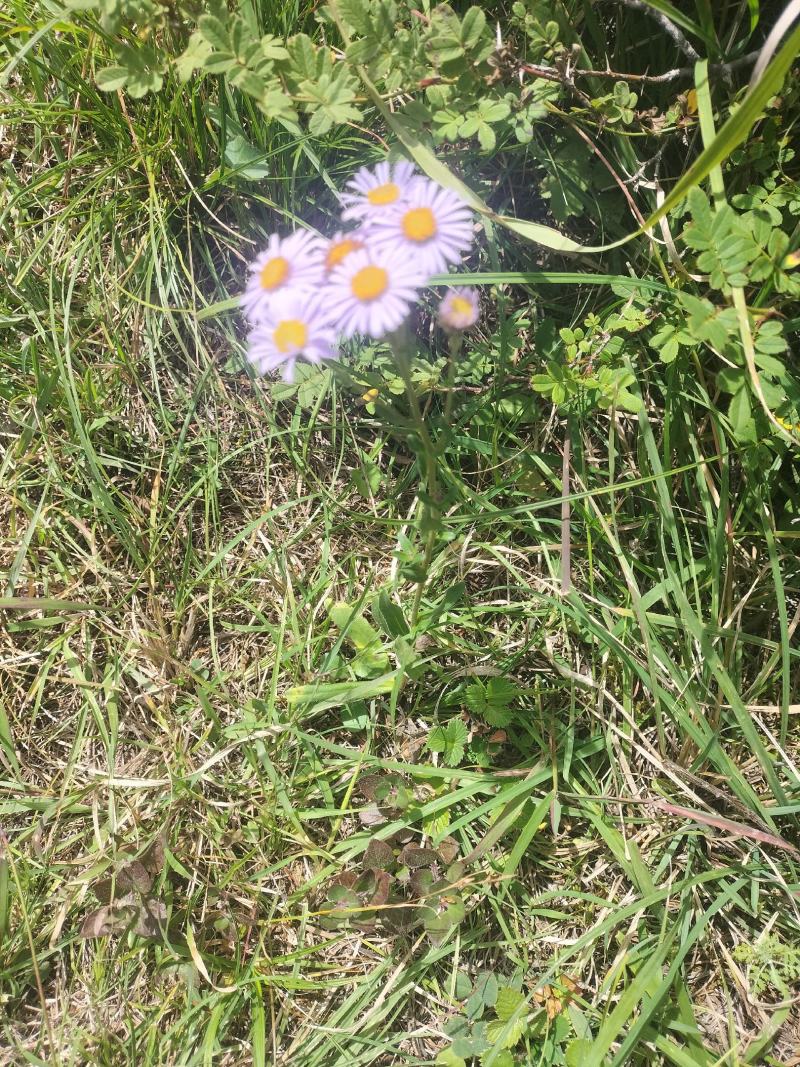 蒲公英，灯盏花