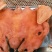 羊头肉纯手工内蒙火烧羊头肉，全熟纯干货无骨头，大量加工中