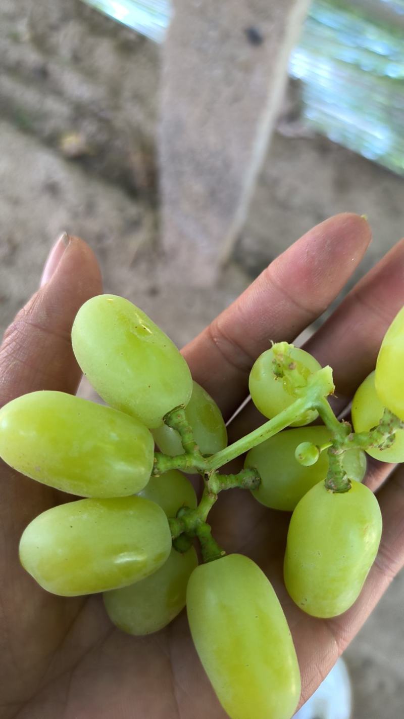 敦煌无核白葡萄青提葡萄马奶提葡萄无籽露葡萄