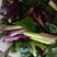 红菜苔，菜苔红油菜，产地一手货源充足，价格美丽欢迎订购
