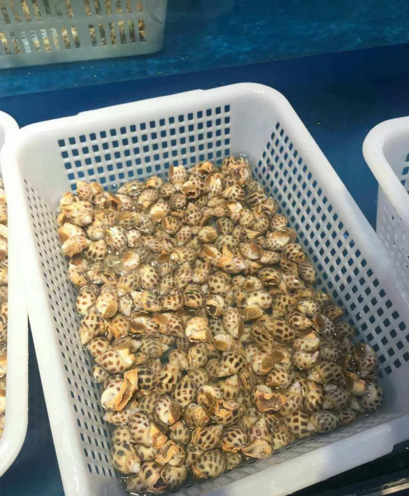 麻辣花螺捞汁小海鲜