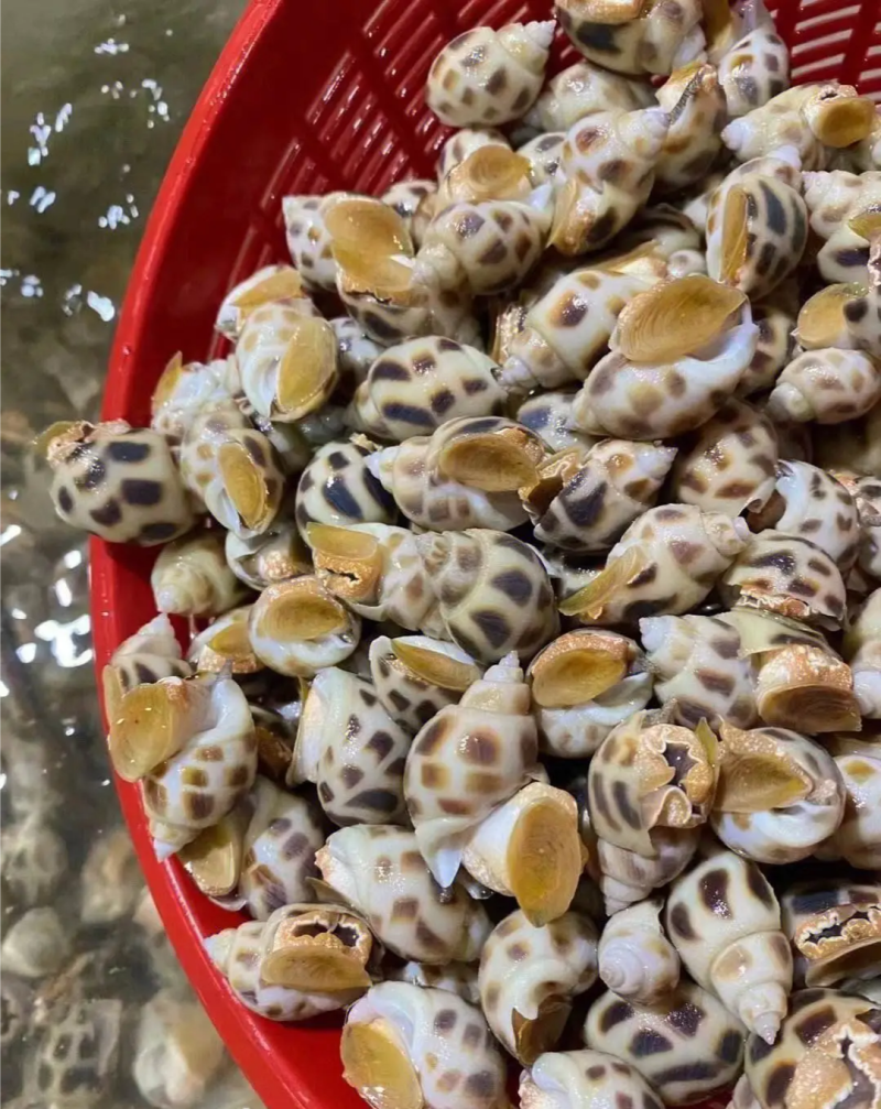 麻辣花螺捞汁小海鲜