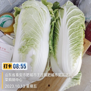 黄芯白菜山东肥城蔬菜主产区