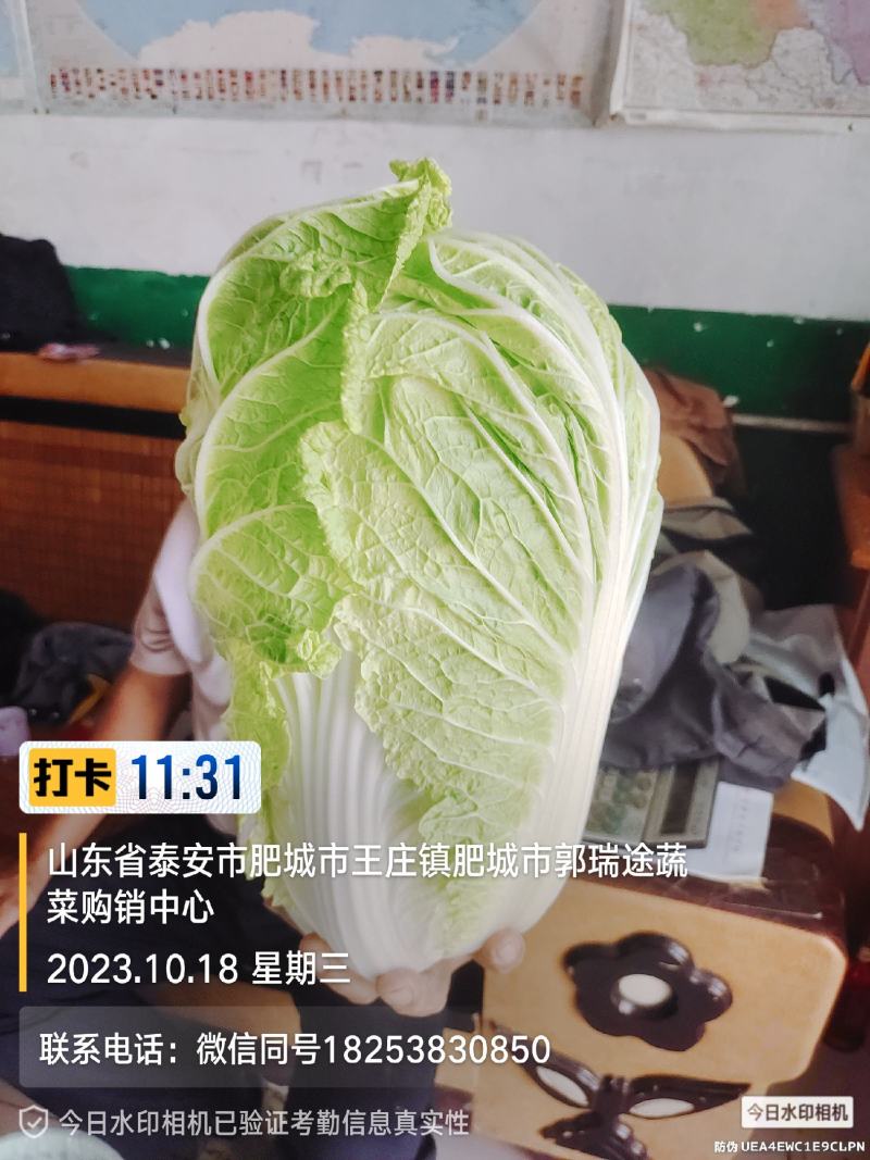 黄芯白菜山东肥城蔬菜主产区