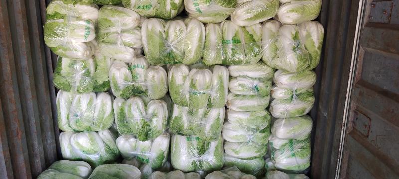 黄芯白菜山东肥城蔬菜主产区