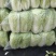 黄芯白菜山东肥城蔬菜主产区