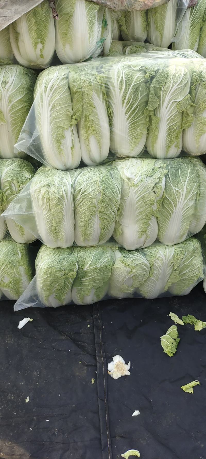 黄芯白菜山东肥城蔬菜主产区