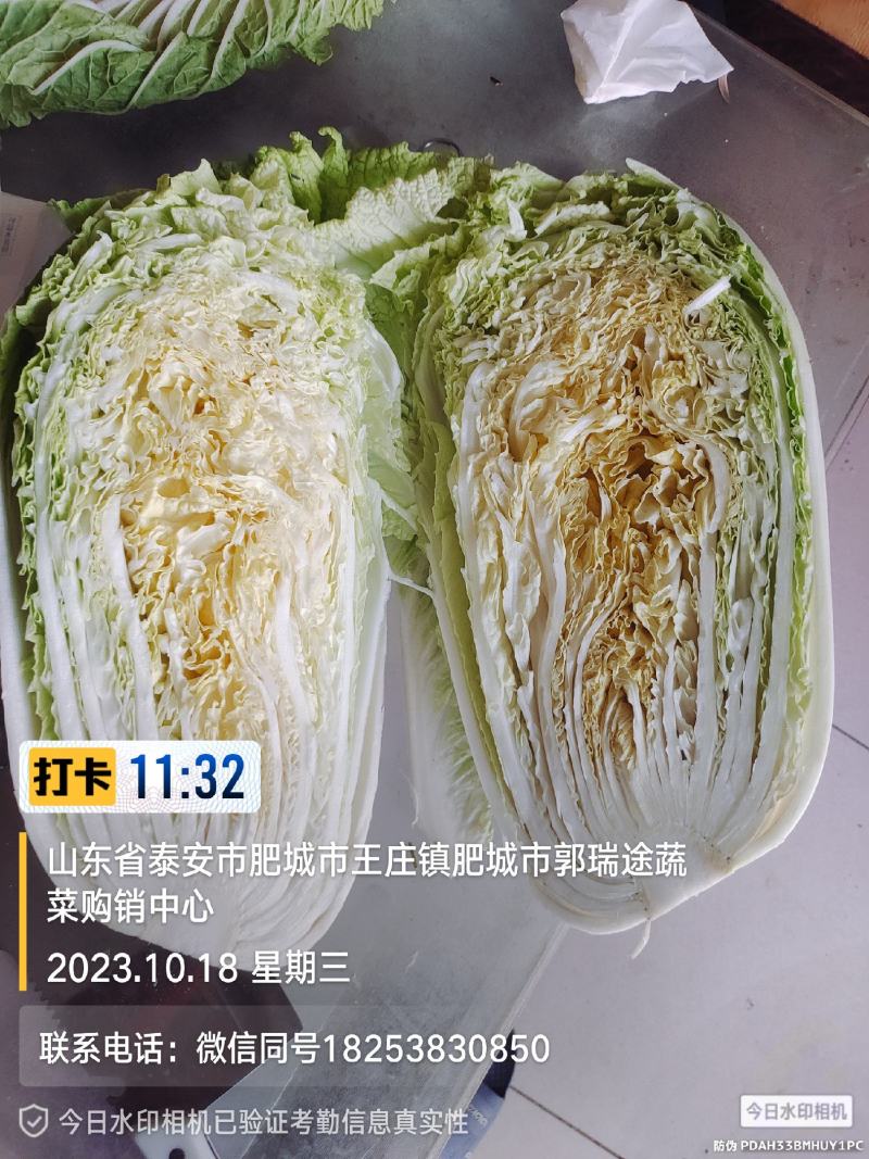 黄芯白菜山东肥城蔬菜主产区