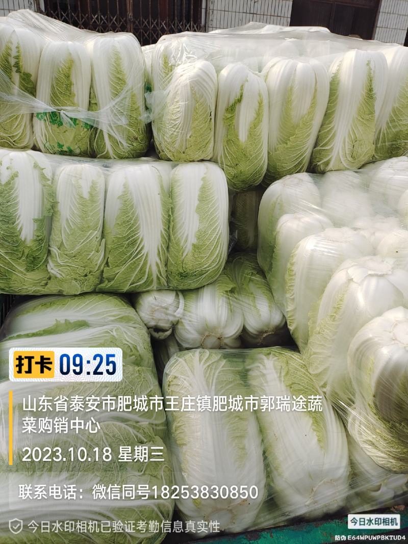 黄芯白菜山东肥城蔬菜主产区