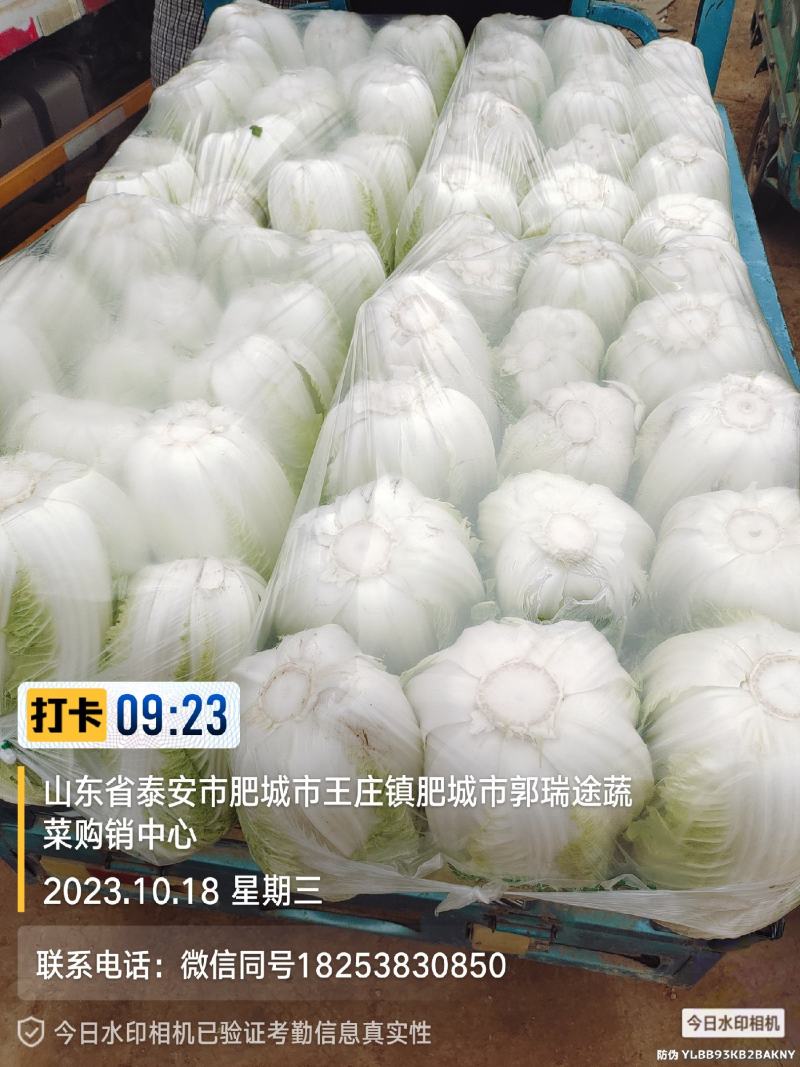 黄芯白菜山东肥城蔬菜主产区