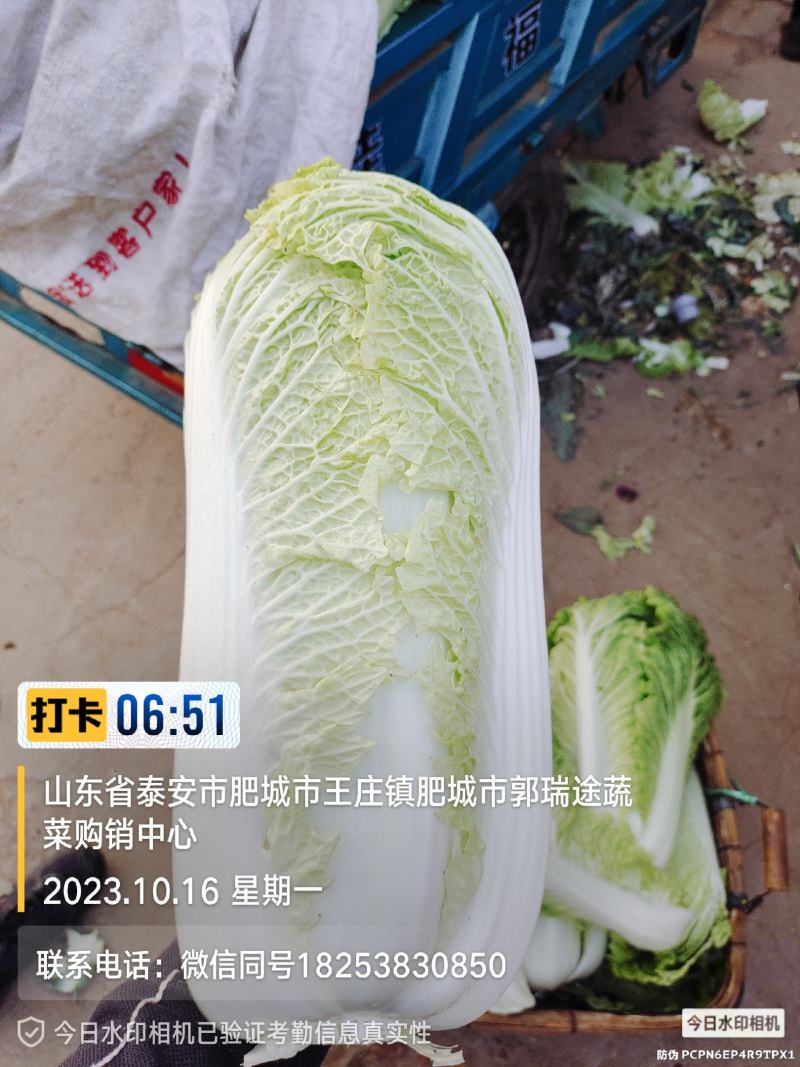 黄芯白菜山东肥城蔬菜主产区