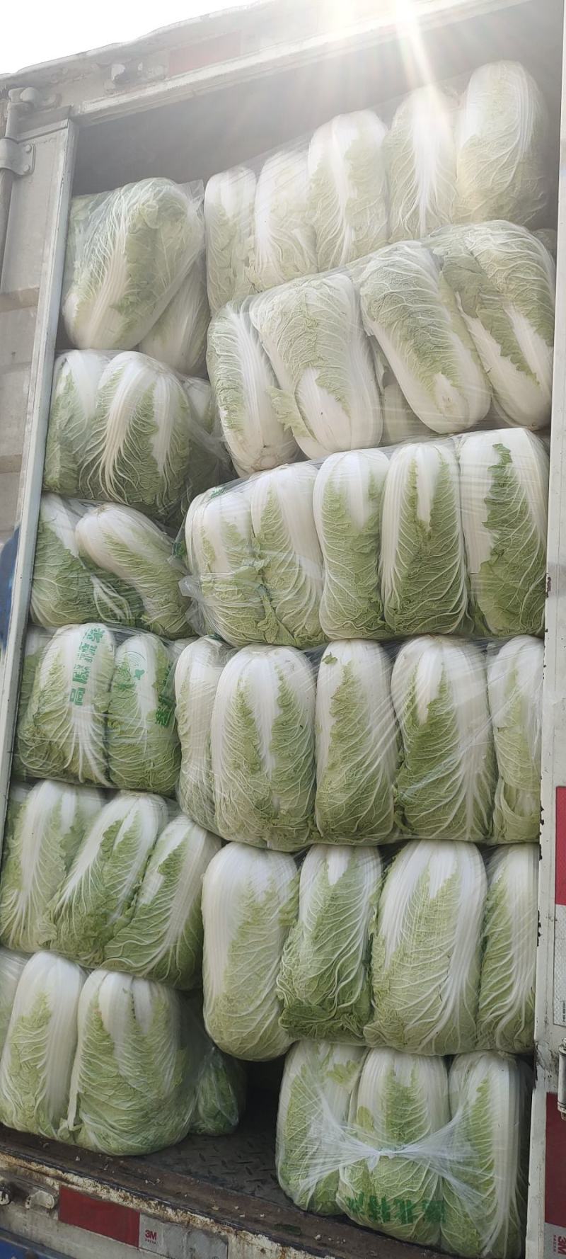 黄芯白菜山东肥城蔬菜主产区