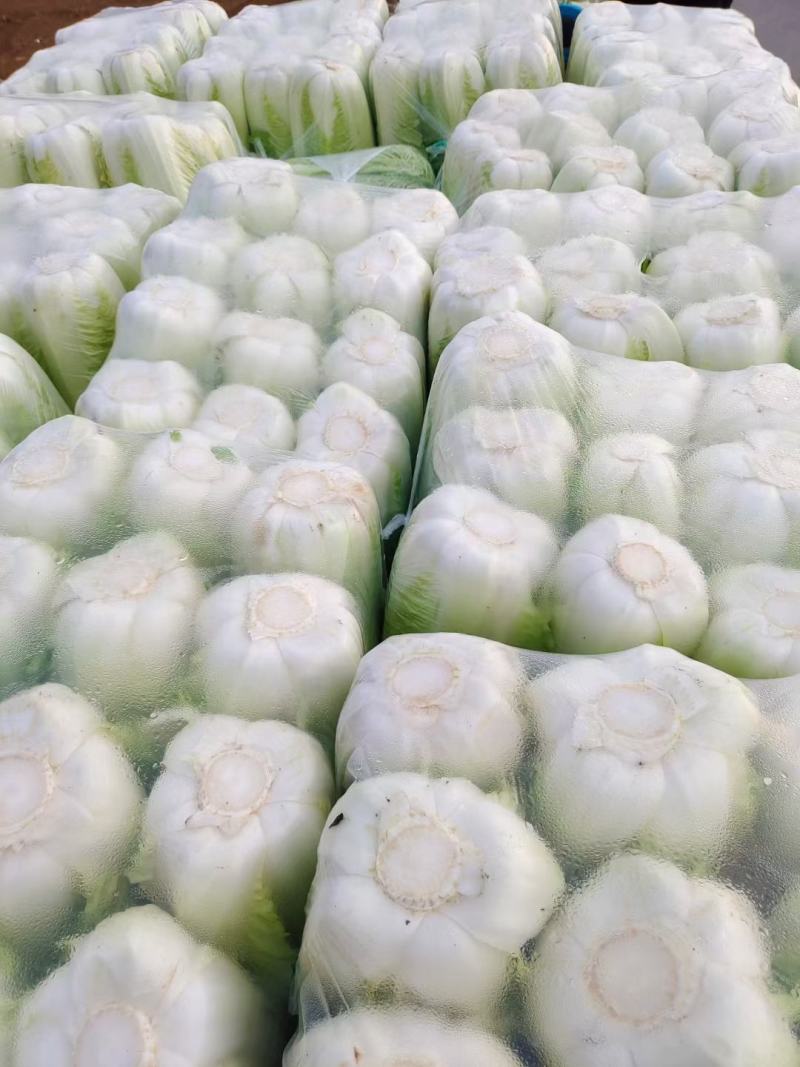黄芯白菜山东肥城蔬菜主产区