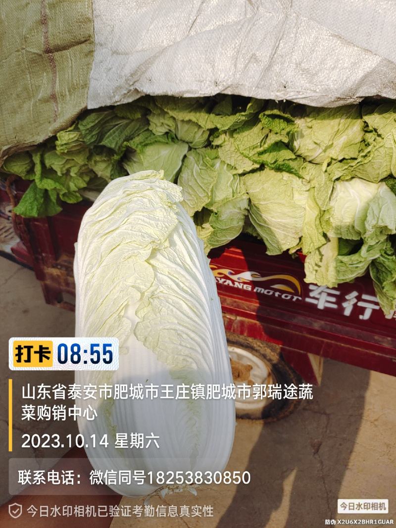 黄芯白菜山东肥城蔬菜主产区