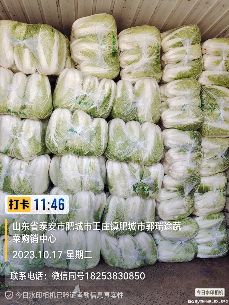 黄芯白菜山东肥城蔬菜主产区