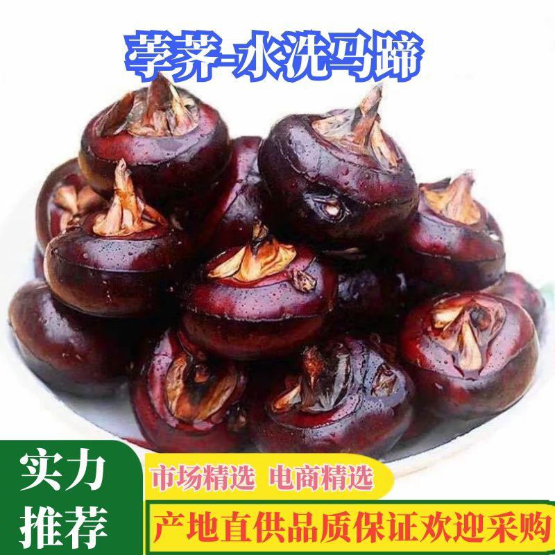 【精品】珍珠水洗马蹄荸荠，一手货源量大从优品质保证