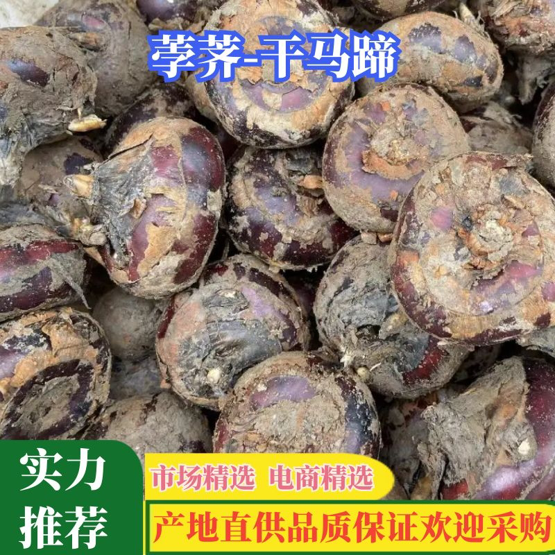 安徽荸荠马蹄大量批发，个头大，口感脆甜爽口，价格实惠！