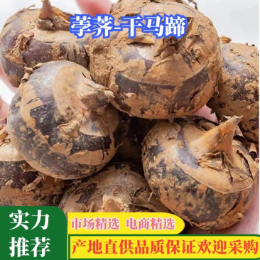 【精品】带泥、干荸荠珍珠马蹄，脆甜一手货源产地直发