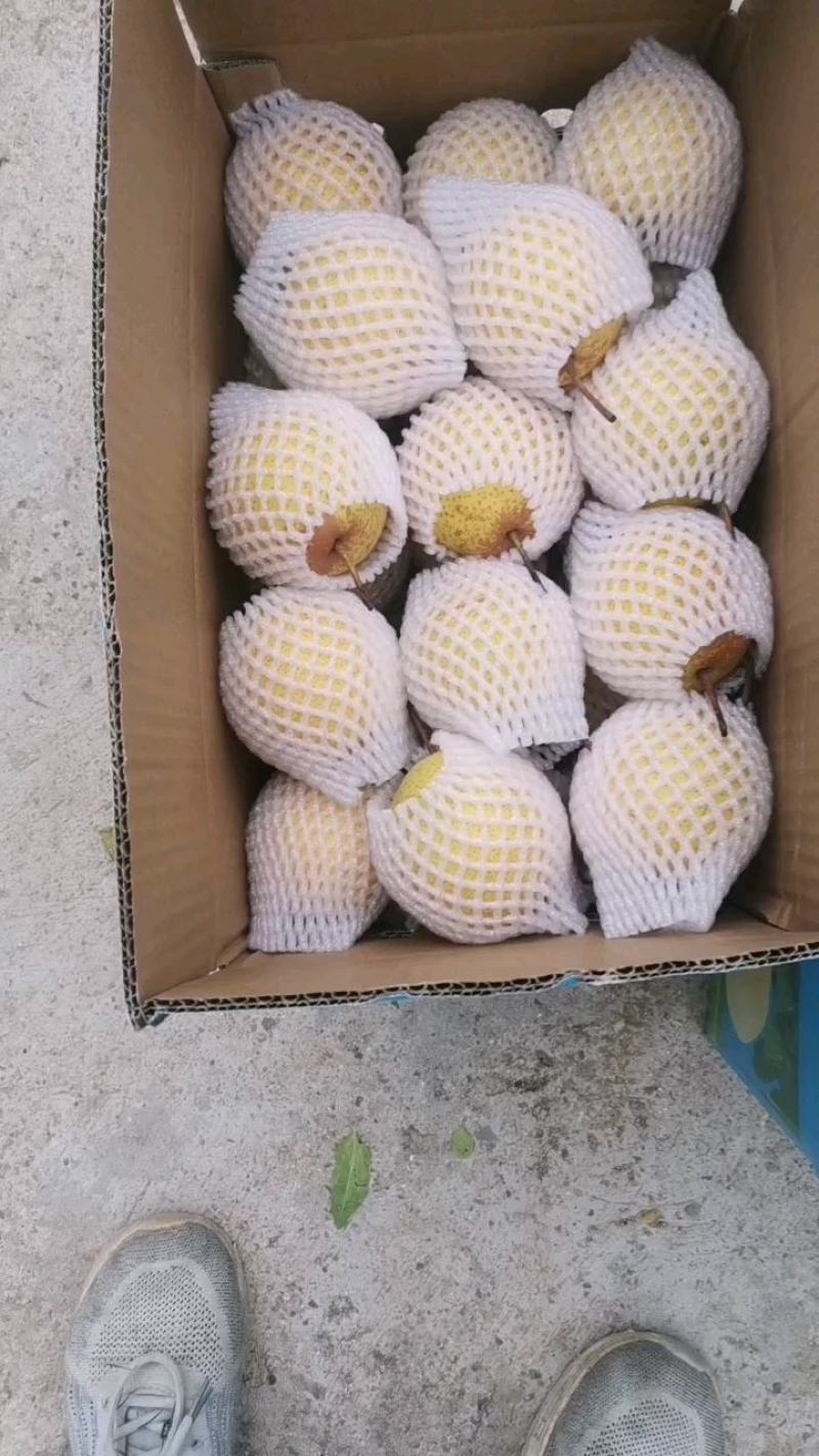 绥中白梨花盖梨