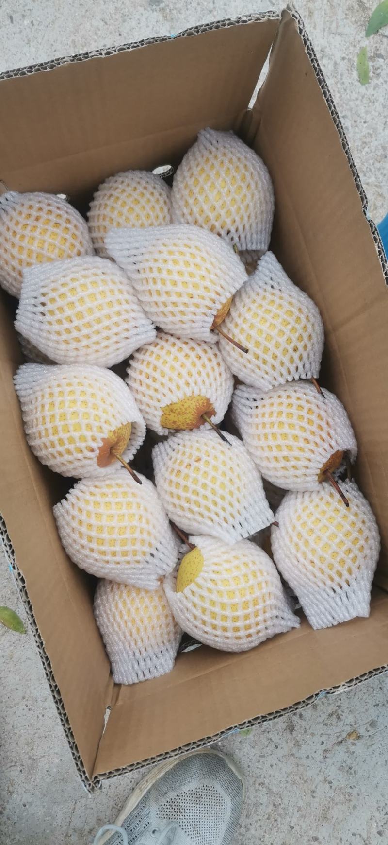 绥中白梨花盖梨