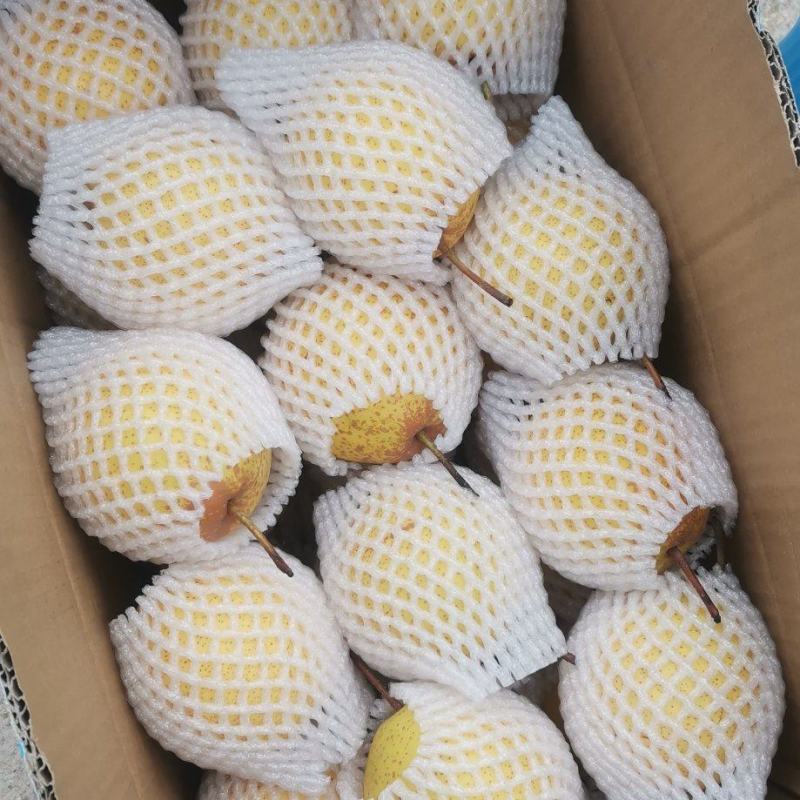 绥中白梨花盖梨