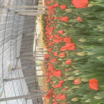 郁金香花海景观开花盆栽郁金香种球