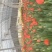 郁金香花海景观开花盆栽郁金香种球