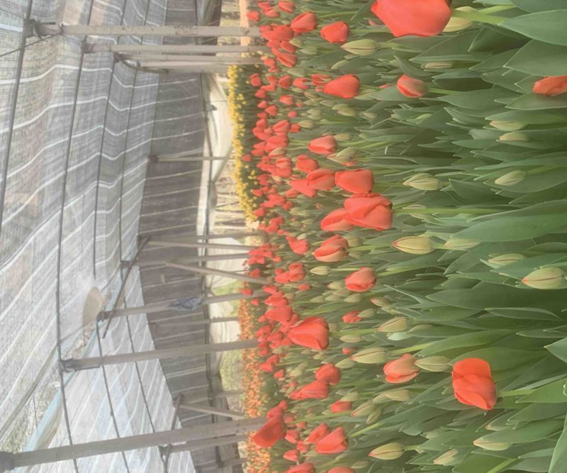 郁金香花海景观开花盆栽郁金香种球