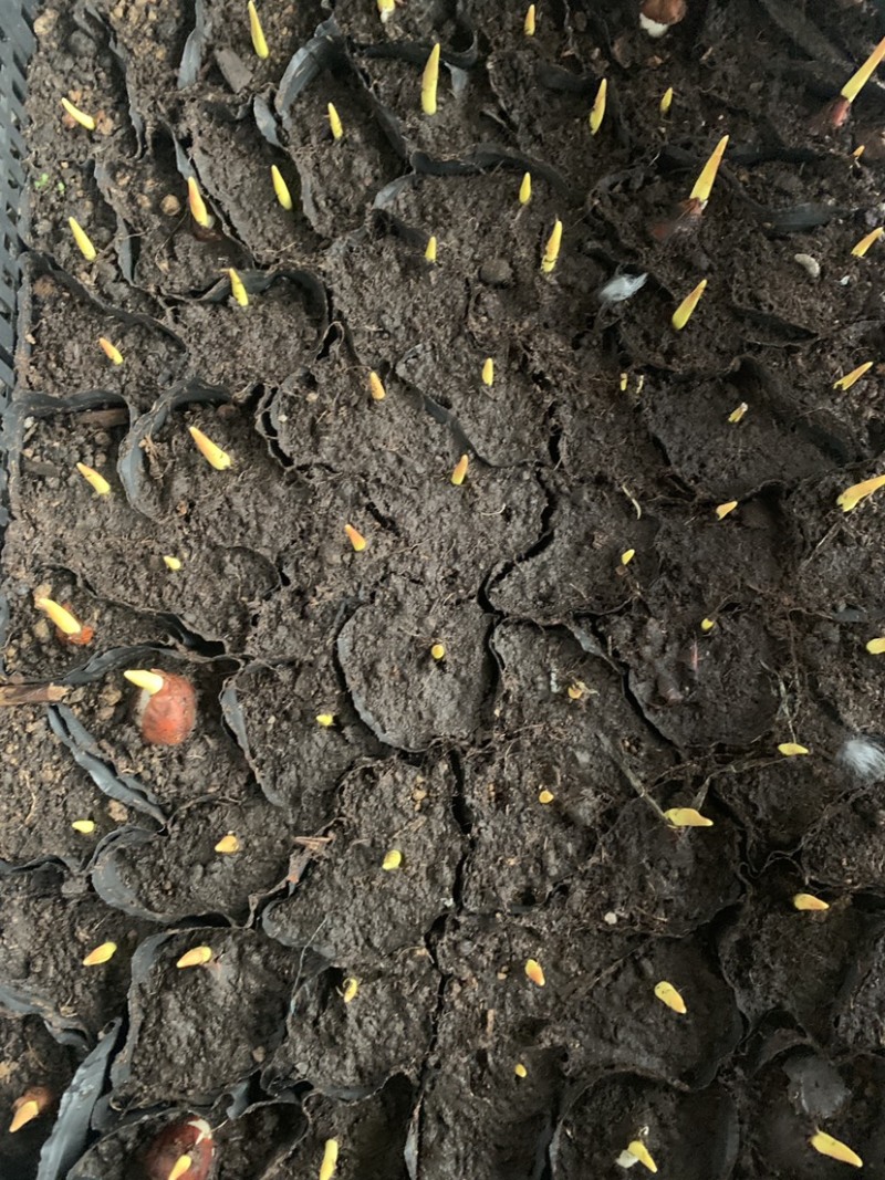 郁金香花海景观开花盆栽郁金香种球