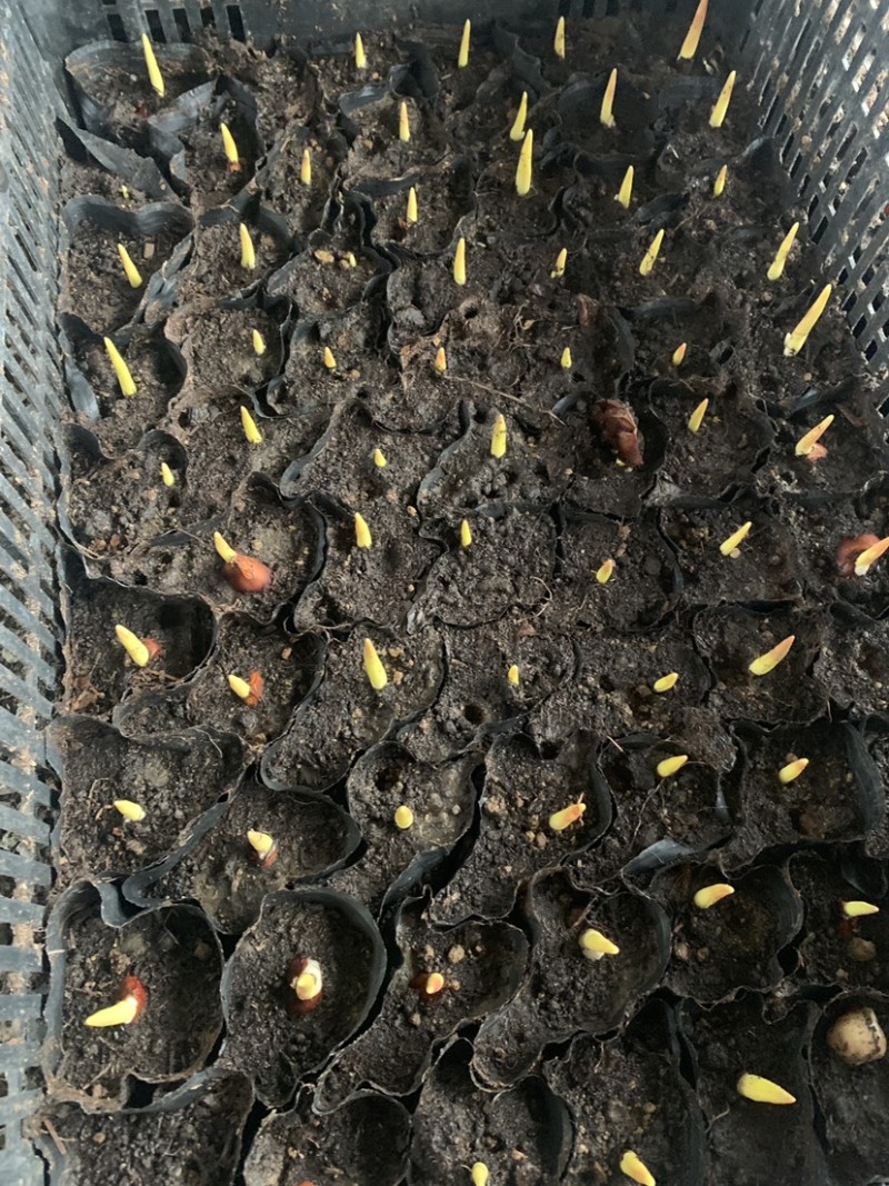 郁金香花海景观开花盆栽郁金香种球