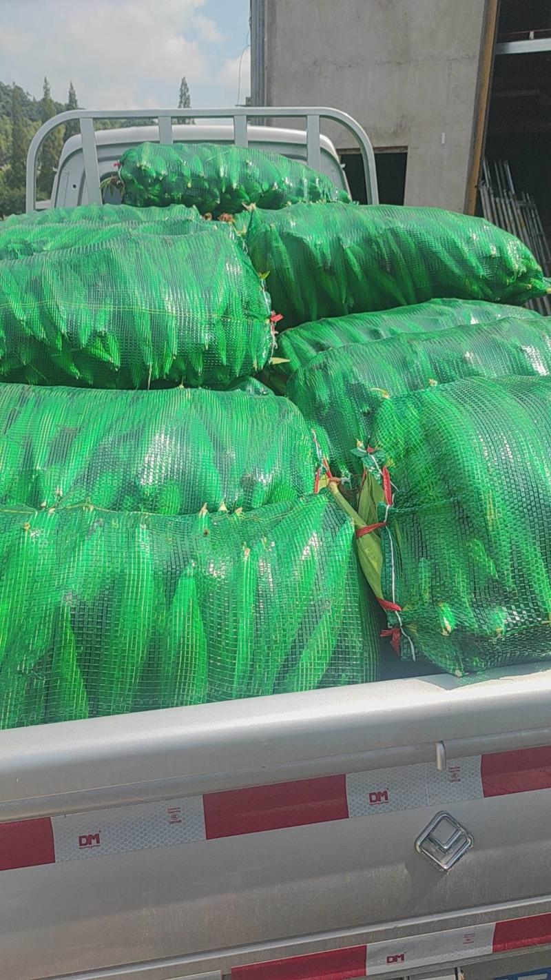 台州临海花糯玉米最新上市玉米八两以上