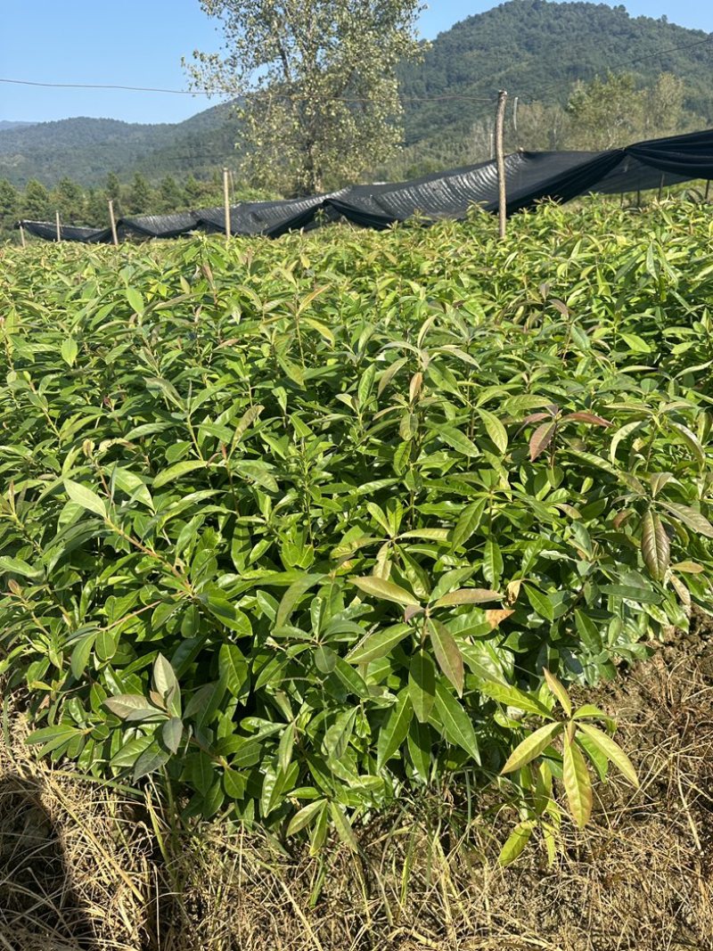1年生的木荷杯苗