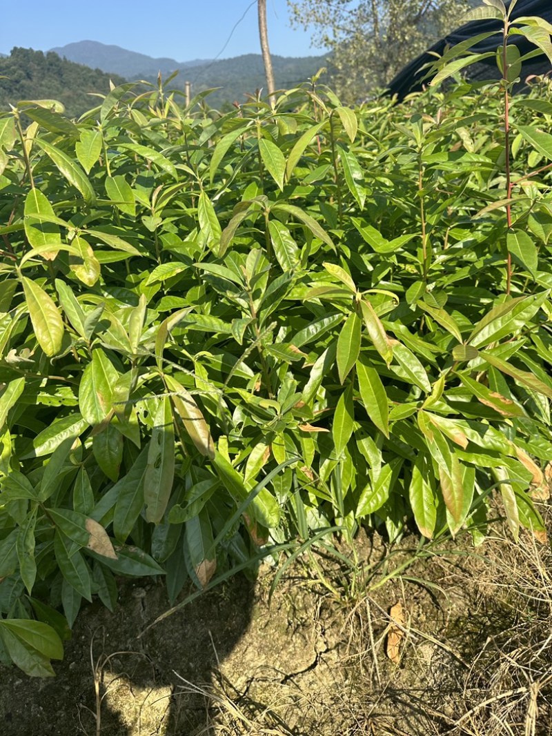 1年生的木荷杯苗