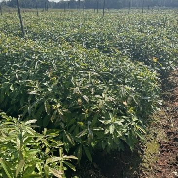 1年生的木荷杯苗