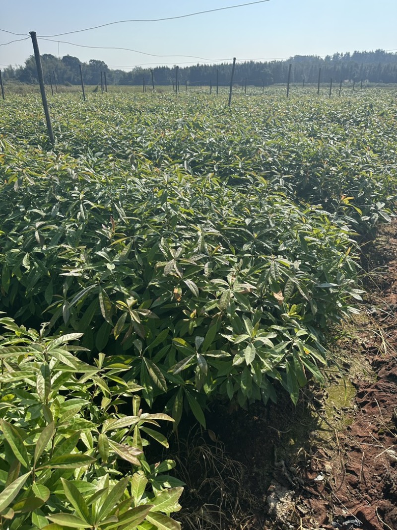 1年生的木荷杯苗