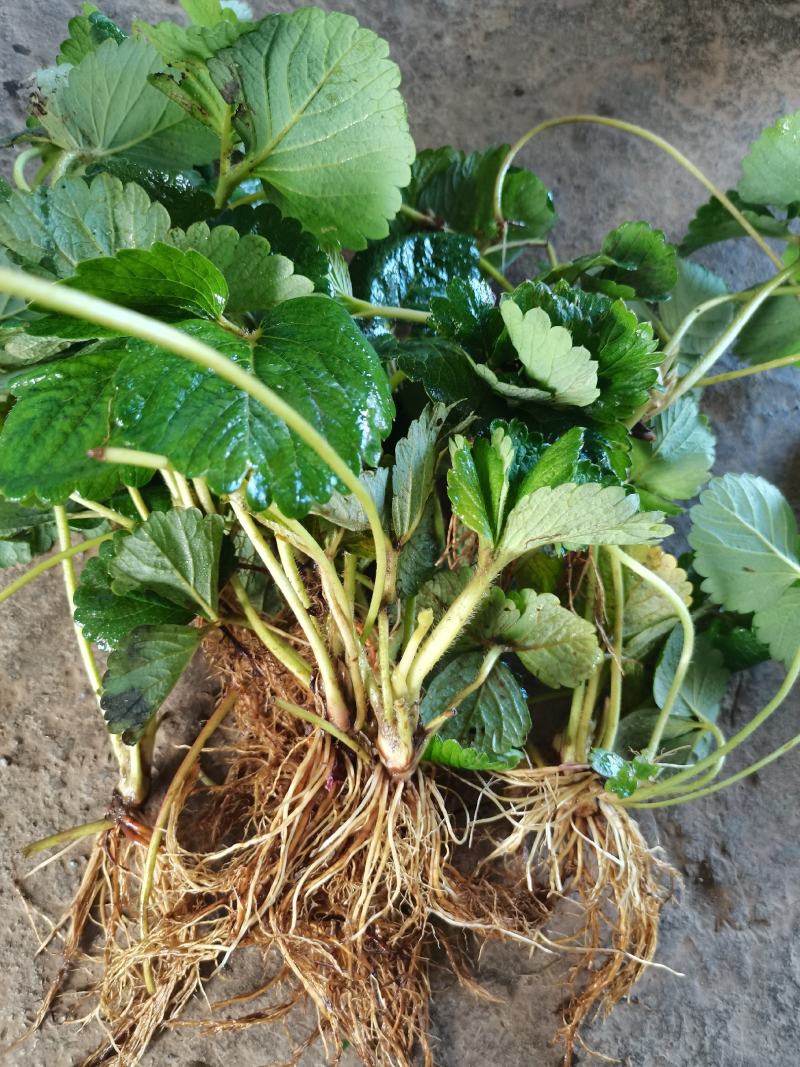 四季蒙特瑞草莓苗