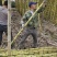云南普洱景谷黄皮甘蔗节长且粗无棉心少裂表皮干净备货快一手价