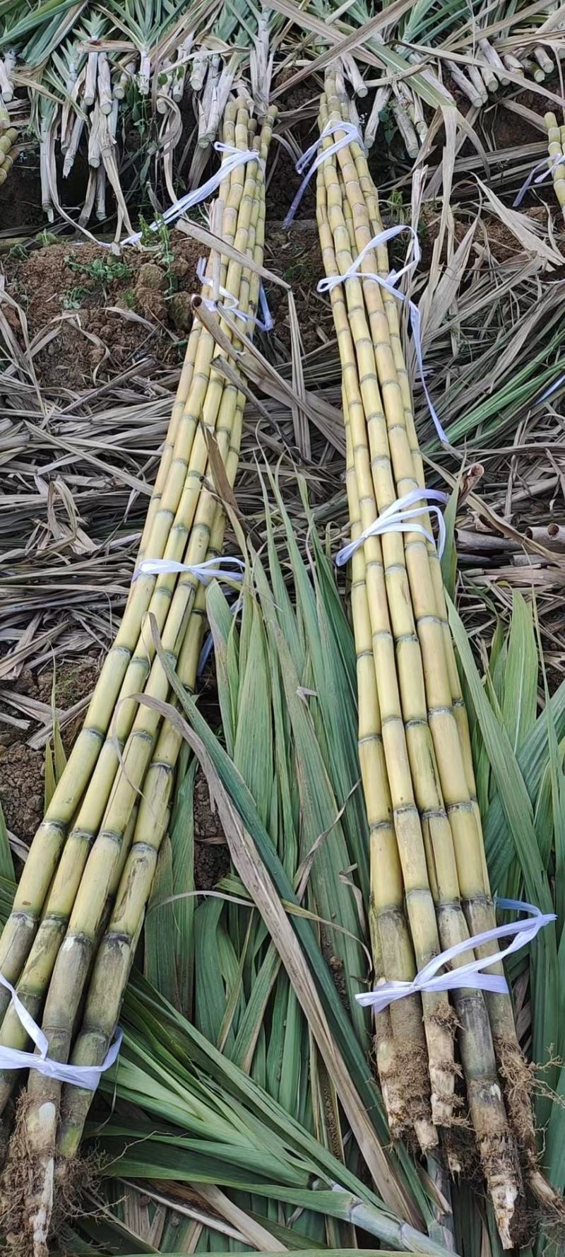 云南普洱景谷黄皮甘蔗节长且粗无棉心少裂表皮干净备货快一手价